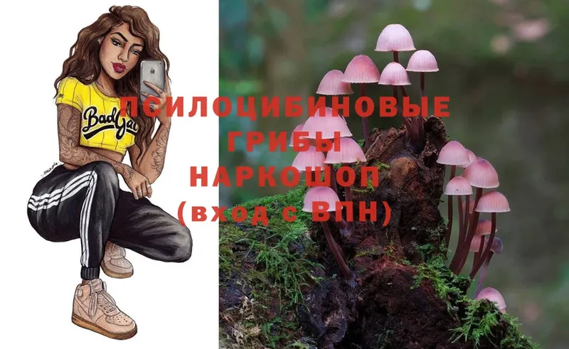 магазин продажи наркотиков  Дмитровск  Псилоцибиновые грибы MAGIC MUSHROOMS 